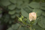 欧月花苞