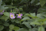 野蔷薇