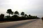 乡村公路绿化
