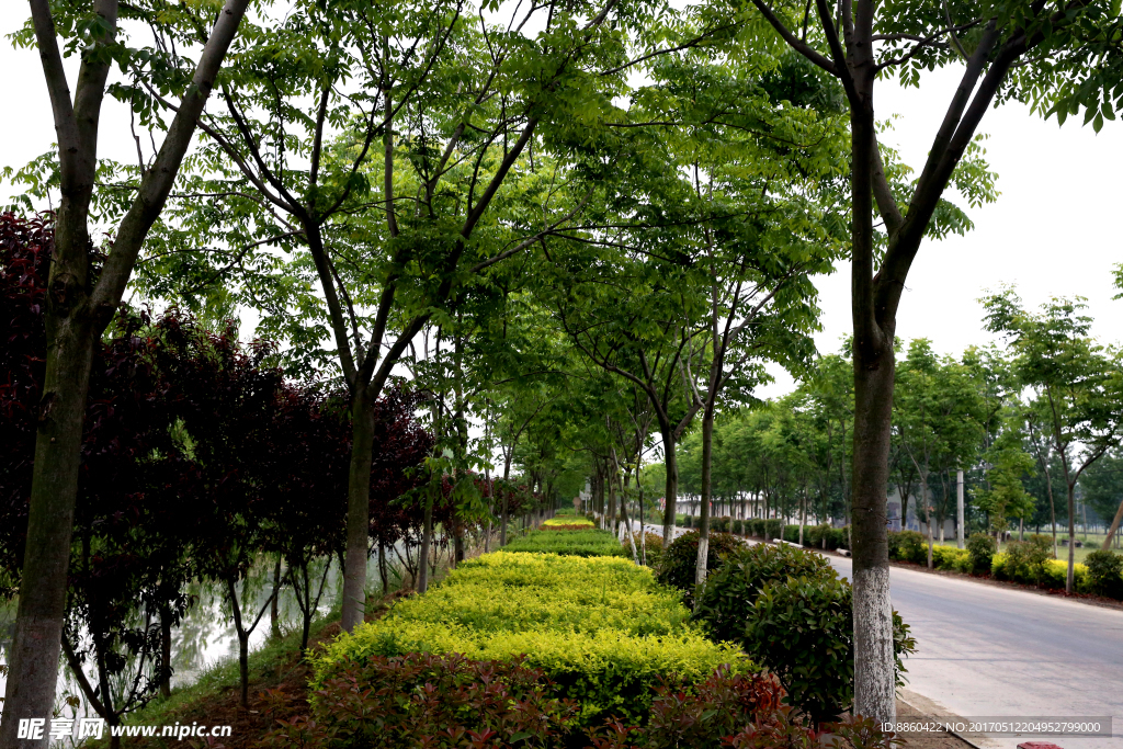 道路河流与树木