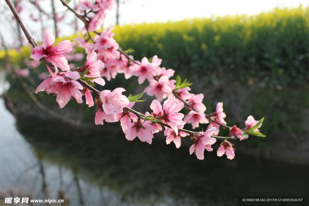 桃花素材