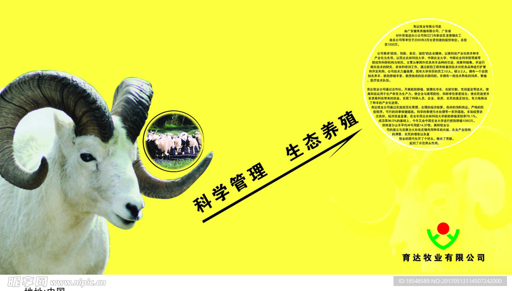 招牌羊
