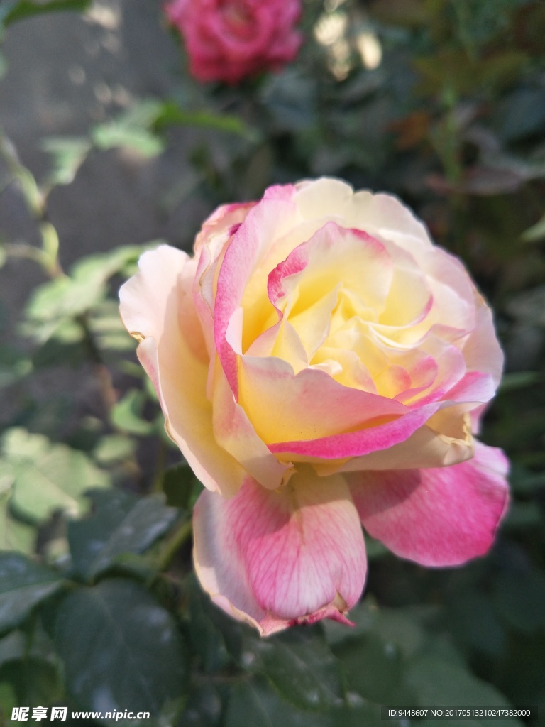 月季花