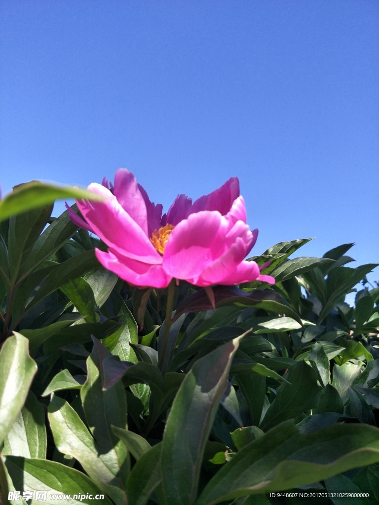 芍药花