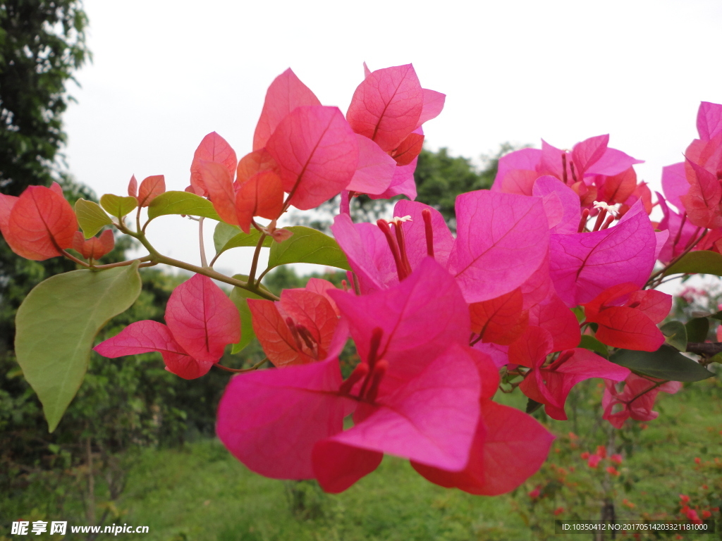 花树