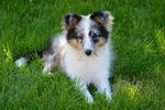 喜乐蒂牧羊犬