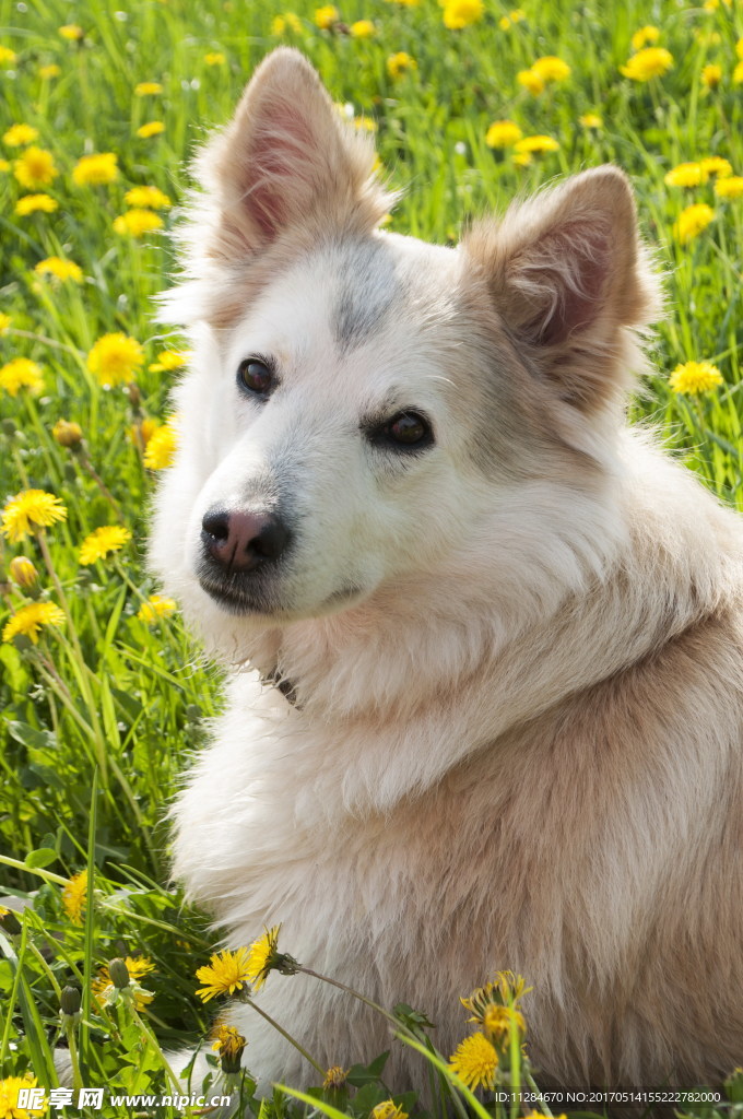 西伯利亚雪橇犬