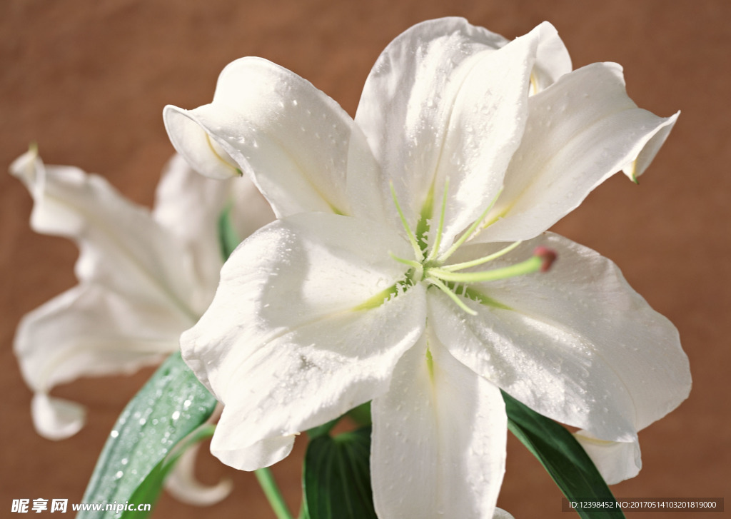 百合花