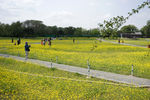 公园 油菜花海 游人