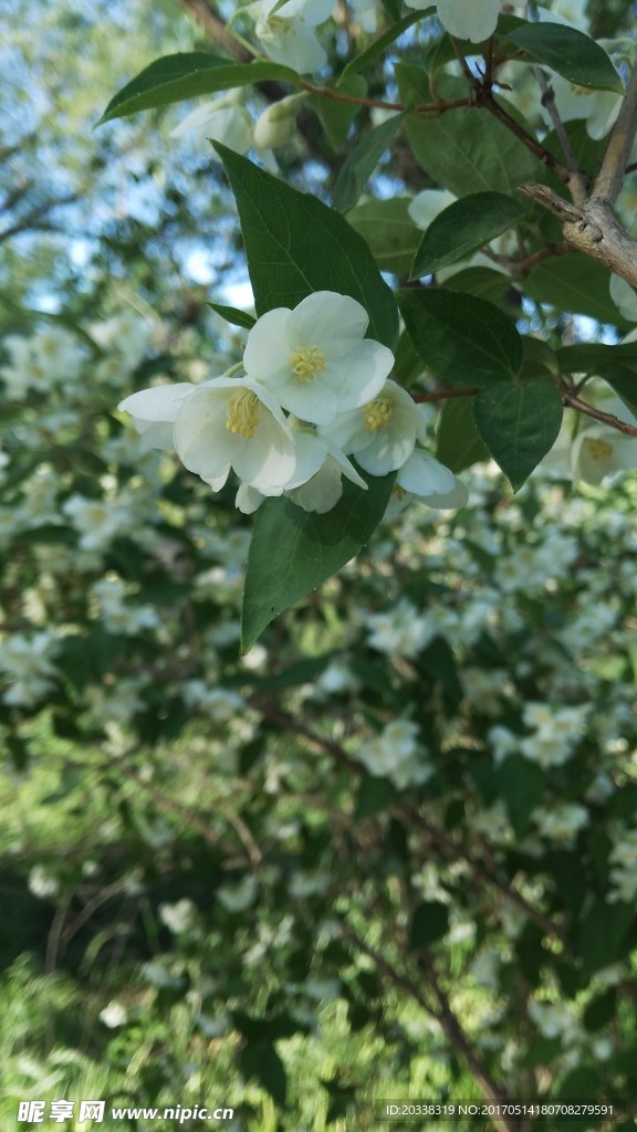 颐和园的茉莉花