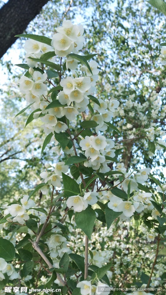 颐和园盛放的茉莉花