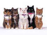 猫咪伙伴 猫 家猫
