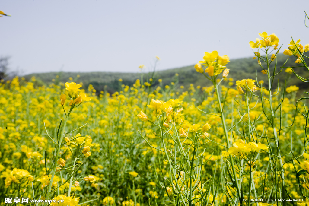 油菜