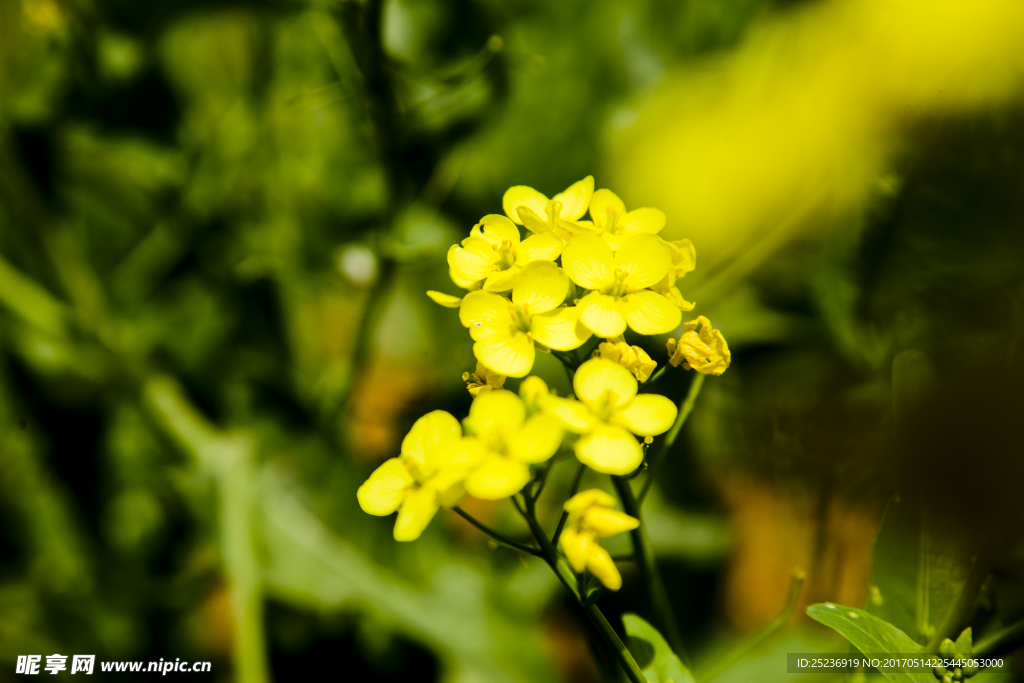 油菜花