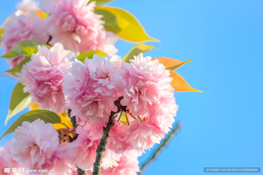 樱花