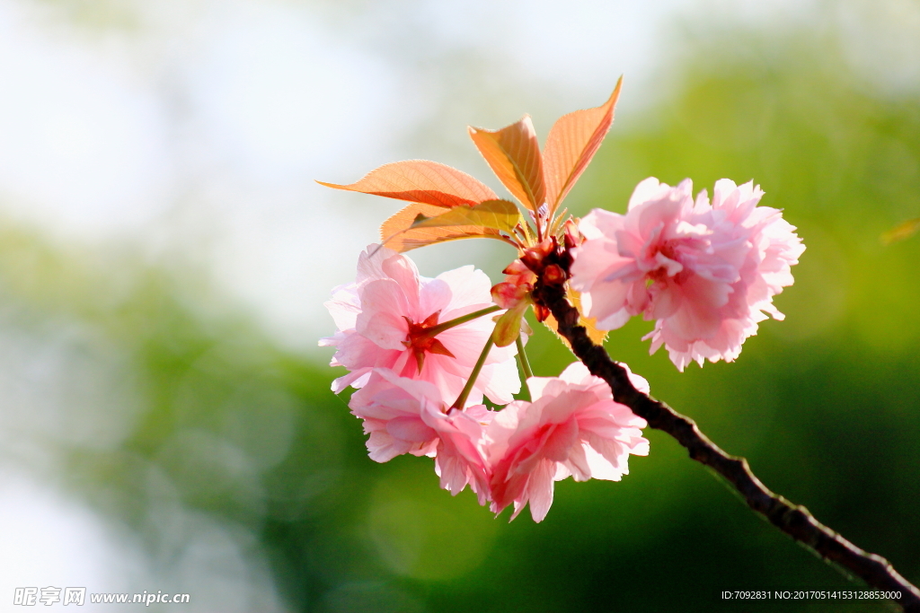 樱花