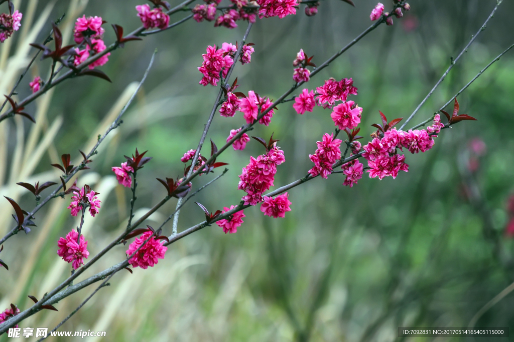 桃花