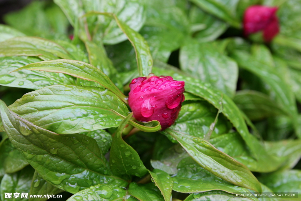 芍药