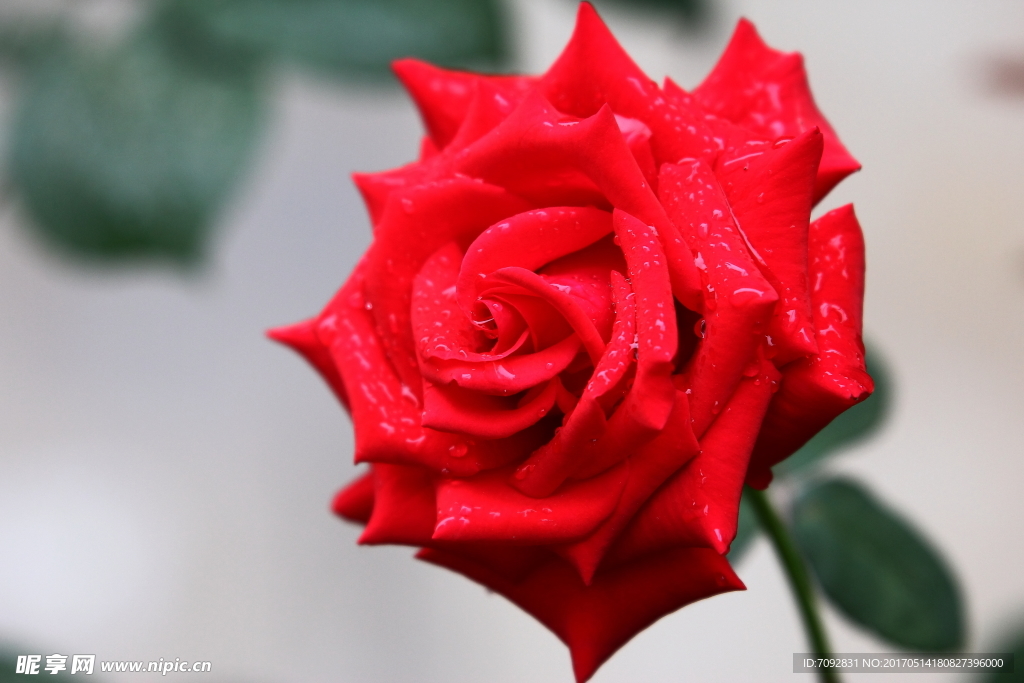 玫瑰花