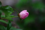 芍药花