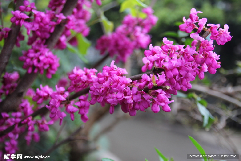 鲜花