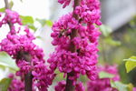 鲜花