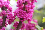 鲜花