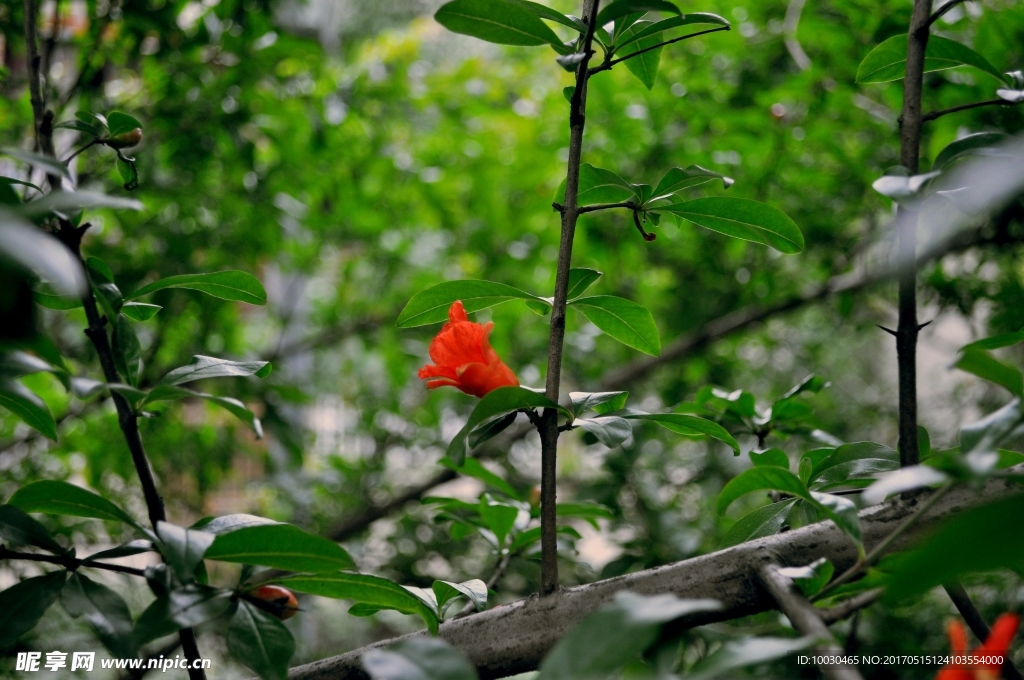 石榴花