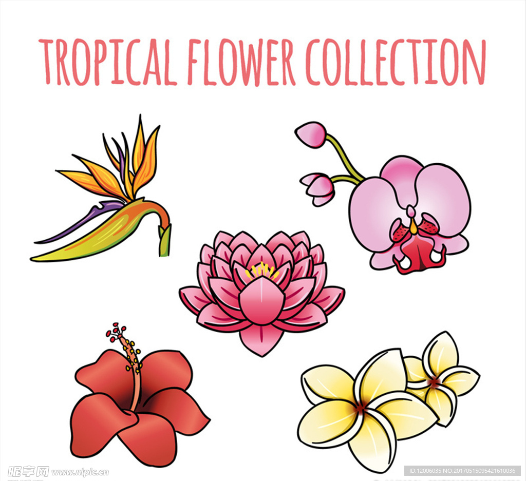5款卡通热带花卉矢量素材