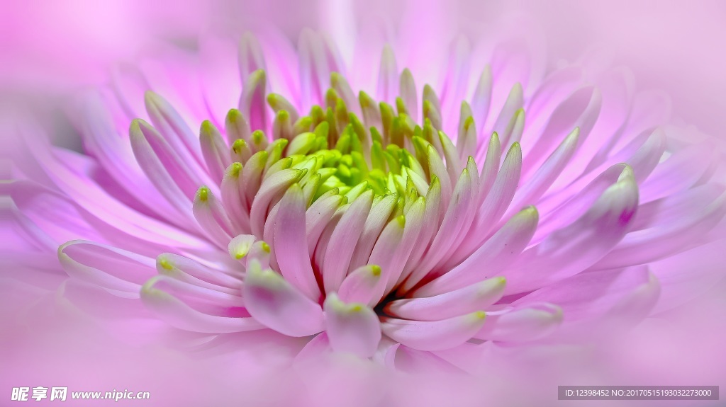 大丽花