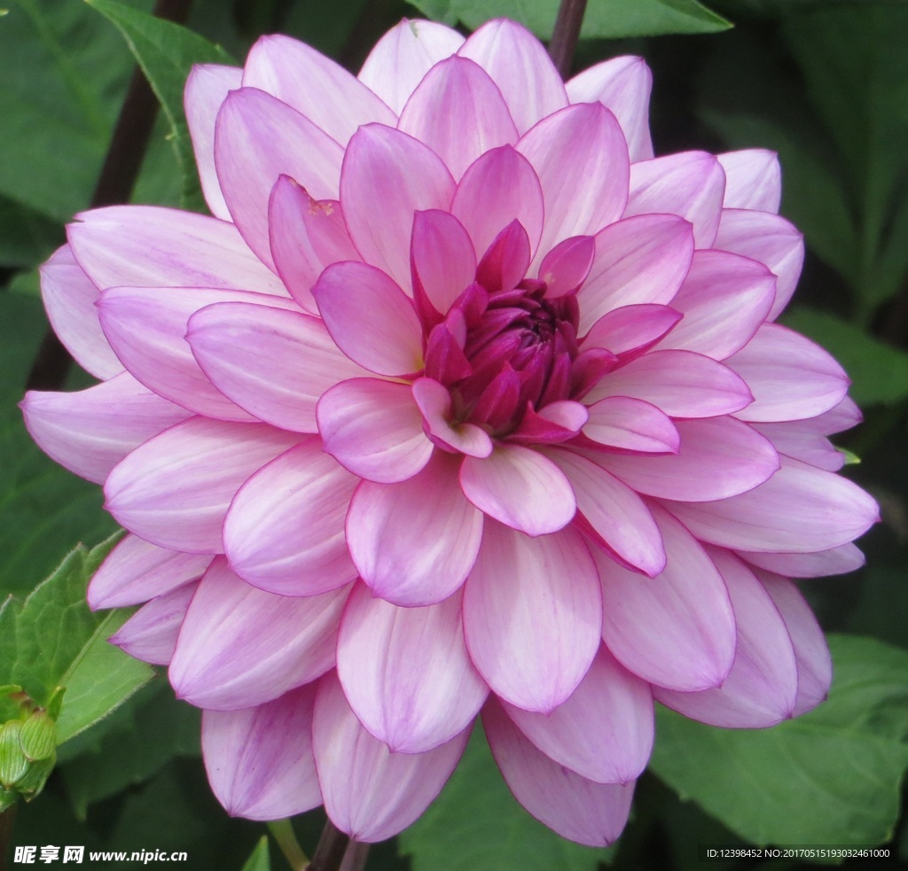 大丽花