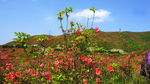 杜鹃花红