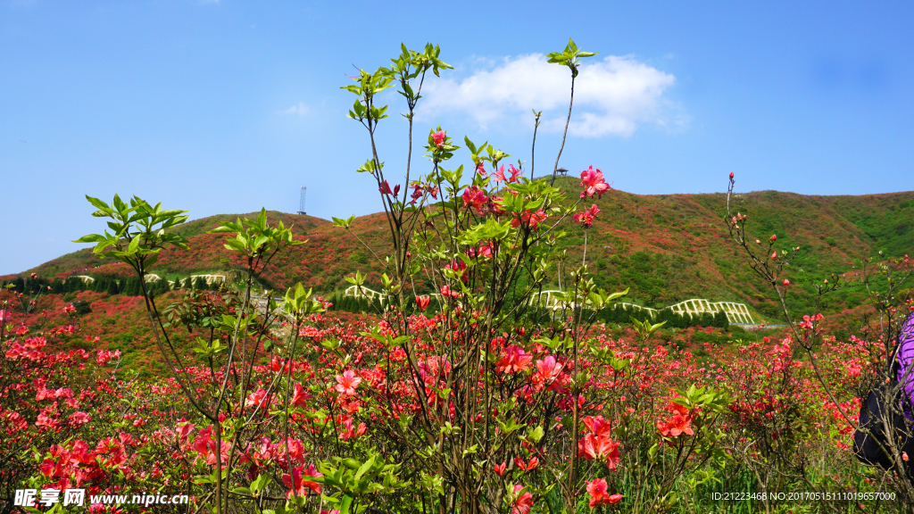 杜鹃花红