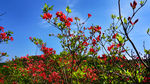 杜鹃花开