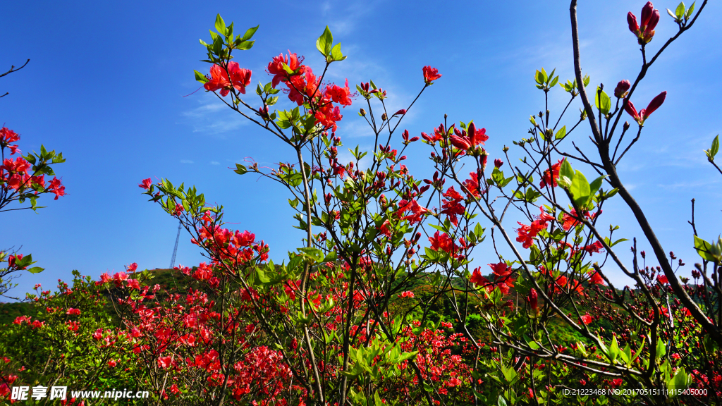 杜鹃花开