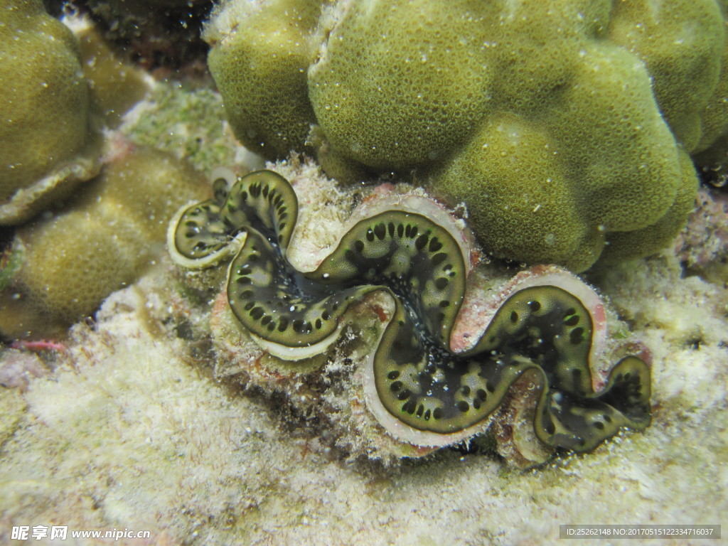 海底生物