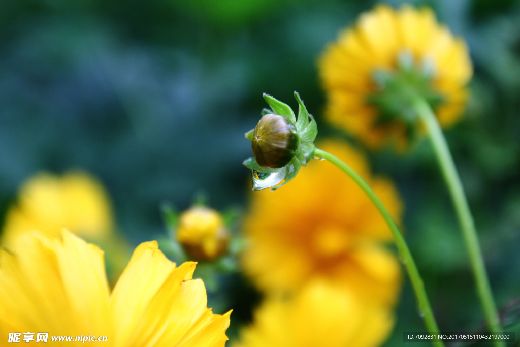雏菊