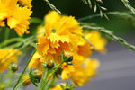 雏菊