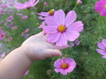 格桑花