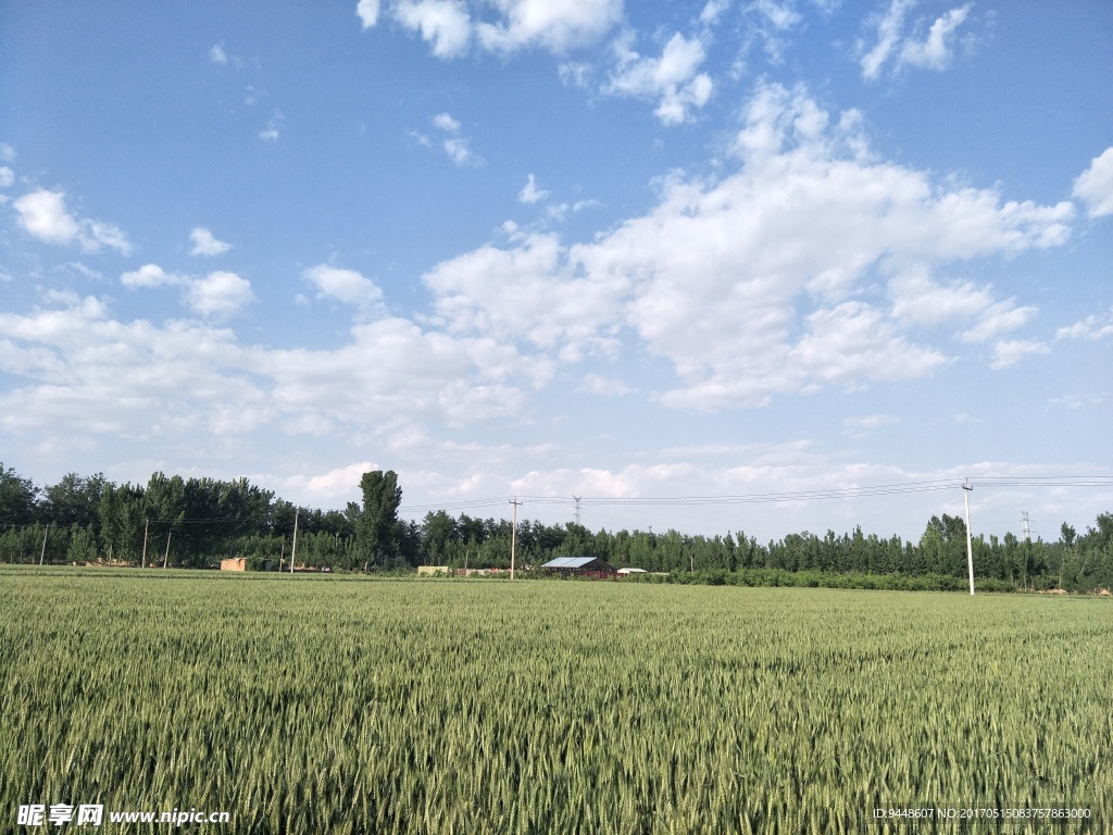 麦田风景