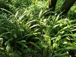 野生植物