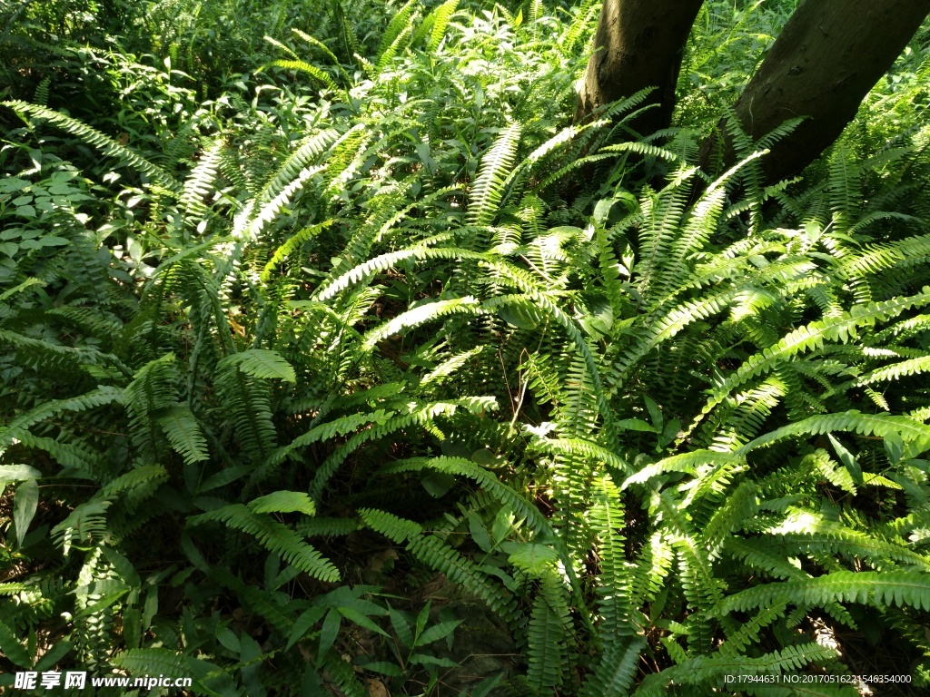 野生植物