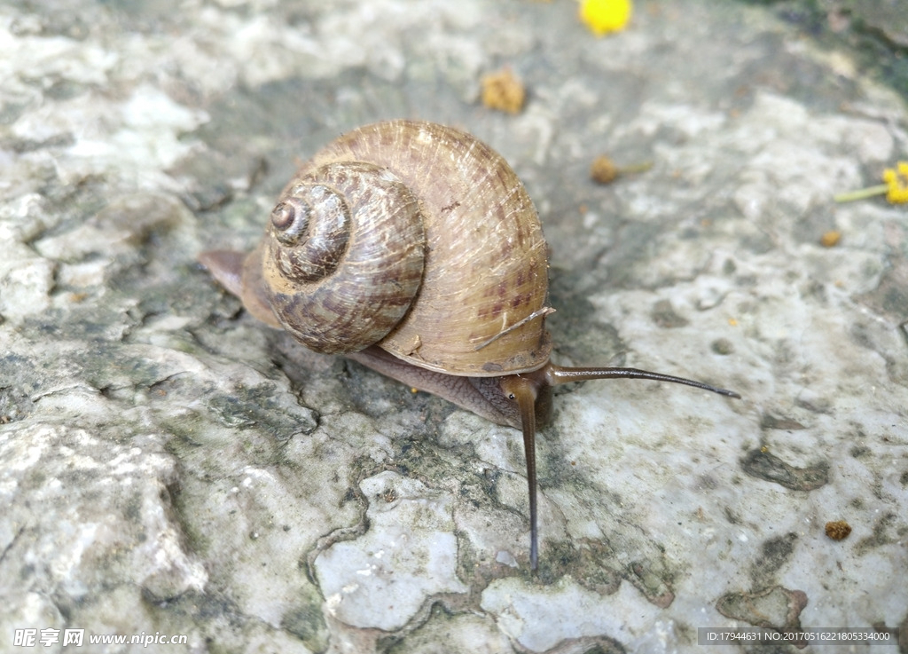 蜗牛