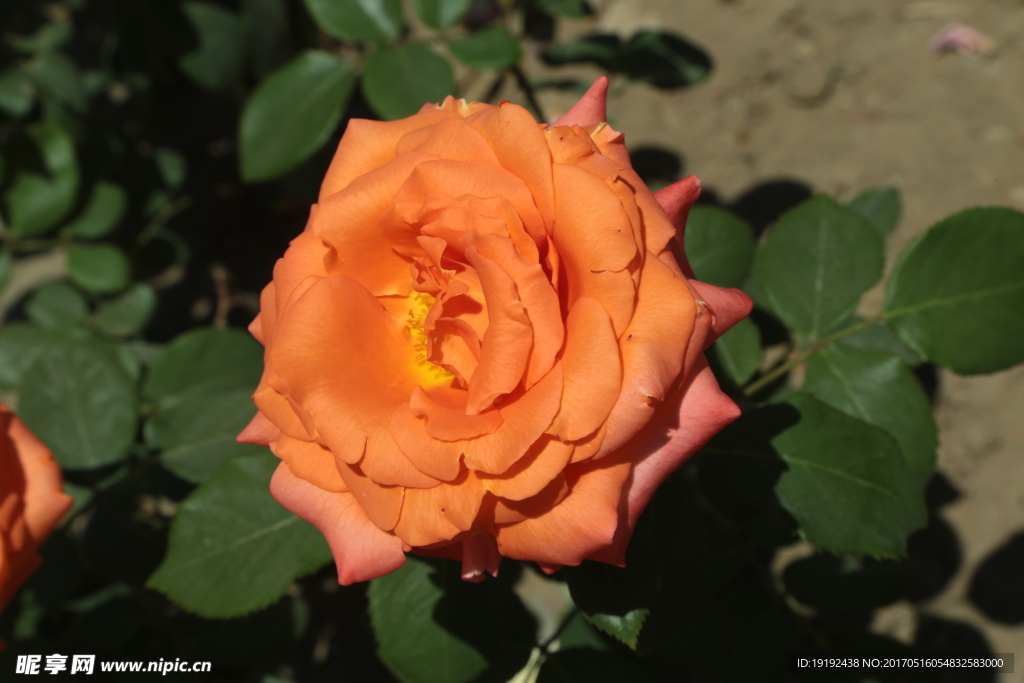 月季花