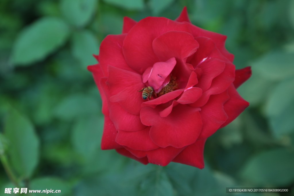 月季花