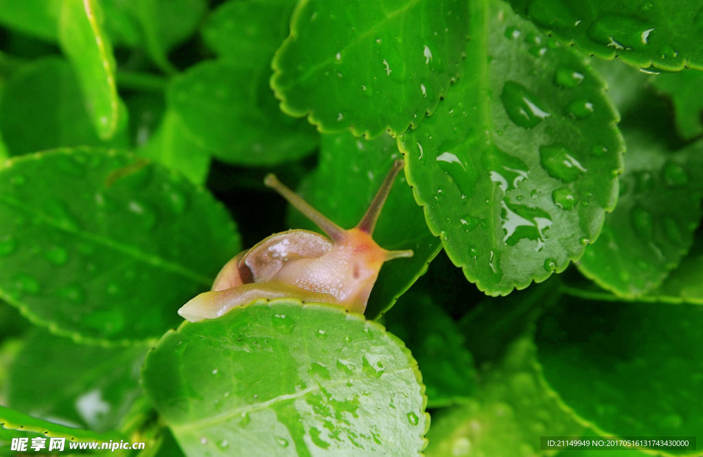 雨后蜗牛