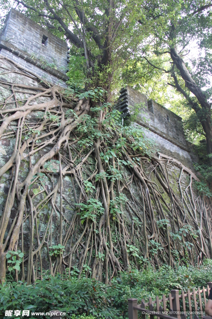 越秀公园古城墙盘根错节