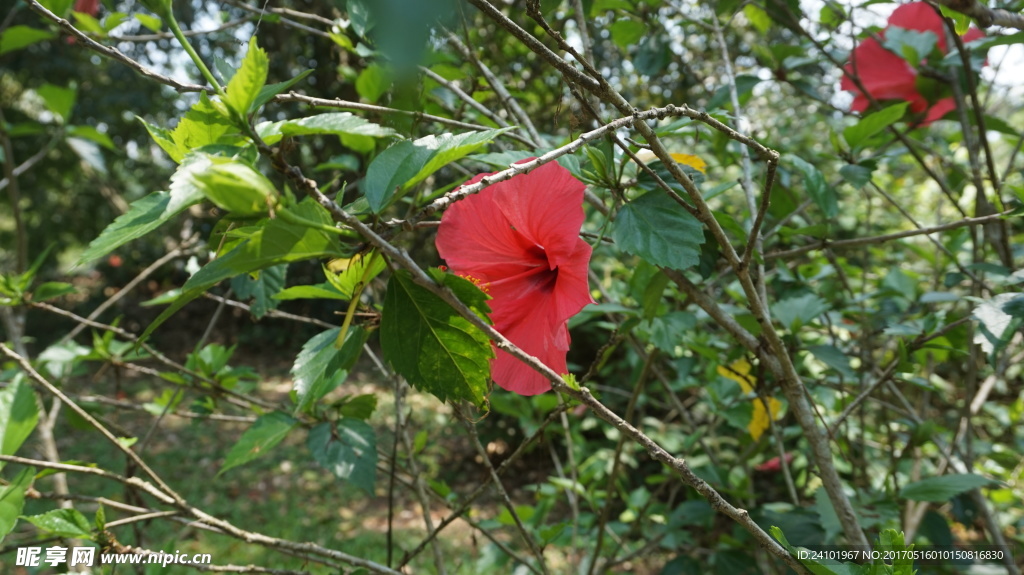 木槿花