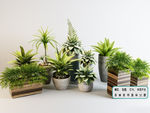 植物墙 现代室内植物盆栽集