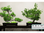 植物墙 盆栽 中式盆景